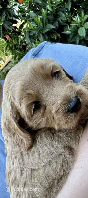 Toasty – Goldendoodle puppy for sale in Sacramento, CA