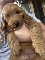 Toasty, a female Goldendoodle for sale in Sacramento, CA – Photo 2 of 2