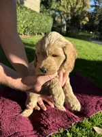 Honey Boy, a male Goldendoodle for sale in Sacramento, CA – 2 of 3