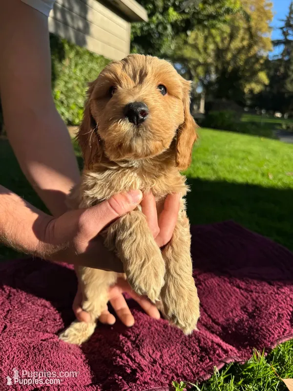 Honey Boy – Goldendoodle puppy for sale in Sacramento, CA