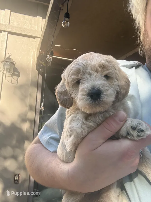 Stuart – Goldendoodle puppy for sale in Sacramento, CA