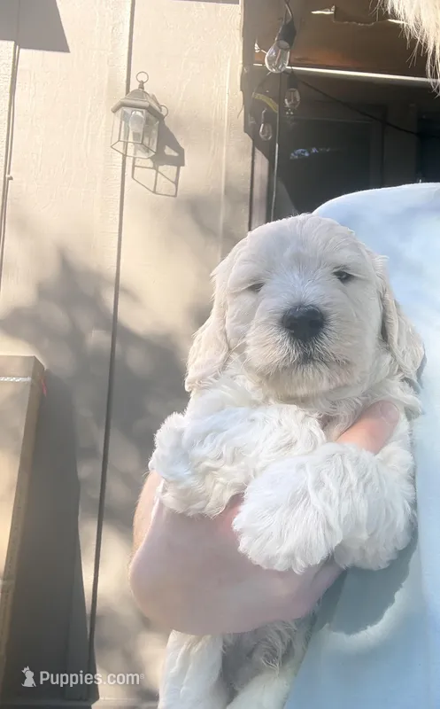 Polar Bear – Goldendoodle puppy for sale in Sacramento, CA