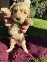 Honey Boy, a male Goldendoodle for sale in Sacramento, CA – 3 of 3