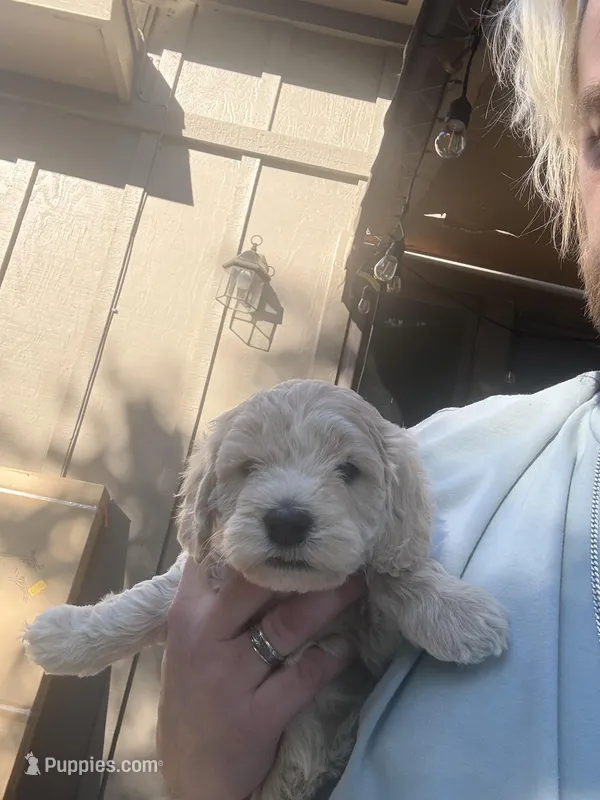 CeCe – Goldendoodle puppy for sale in Sacramento, CA
