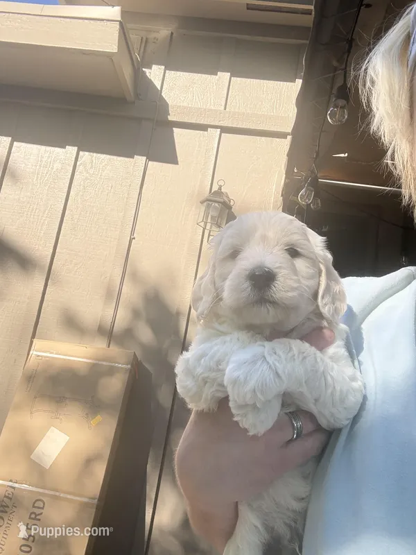 Deuce – Goldendoodle puppy for sale in Sacramento, CA