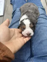 Einstean - Lucas, a male Miniature Bernedoodle for sale in Young Harris, GA – Photo 3 of 5