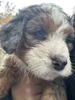 Einstean - Lucas, a male Miniature Bernedoodle for sale in Young Harris, GA – Photo 4 of 5