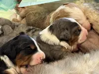 Einstean - Lucas, a male Miniature Bernedoodle for sale in Young Harris, GA – Photo 2 of 5
