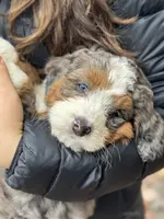 Einstean - Lucas, a male Miniature Bernedoodle for sale in Young Harris, GA – Photo 1 of 5