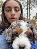 Einstean - Lucas, a male Miniature Bernedoodle for sale in Young Harris, GA – Photo 5 of 5
