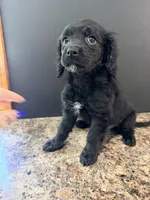Darla, a female Cockapoo for sale in Liberty, MO – 2 of 3