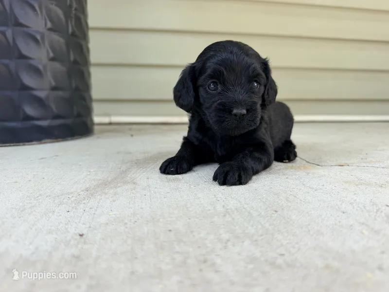 Mona  – Cockapoo puppy for sale in Liberty, MO