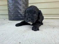 Finley , a female Cockapoo for sale in Liberty, MO – 2 of 3