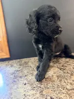 Darla, a female Cockapoo for sale in Liberty, MO – 3 of 3