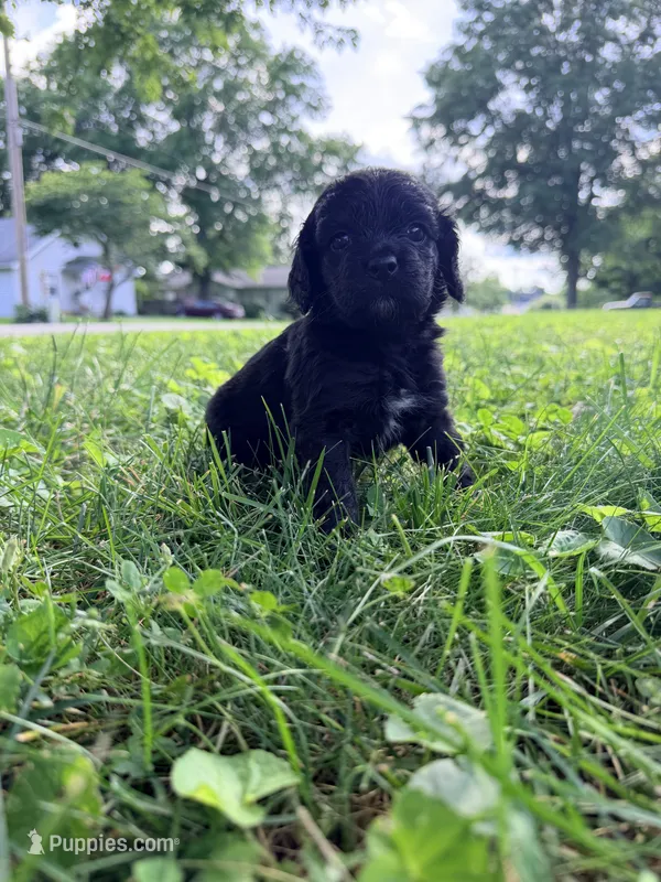 Daisy – Cockapoo puppy for sale in Liberty, MO