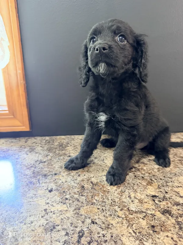 Darla – Cockapoo puppy for sale in Liberty, MO
