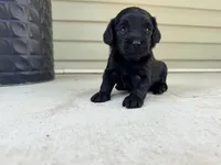 Mona , a female Cockapoo for sale in Liberty, MO – 3 of 3