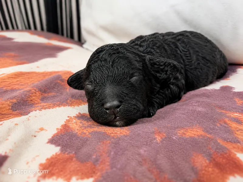 Millie – Cockapoo puppy for sale in Liberty, MO