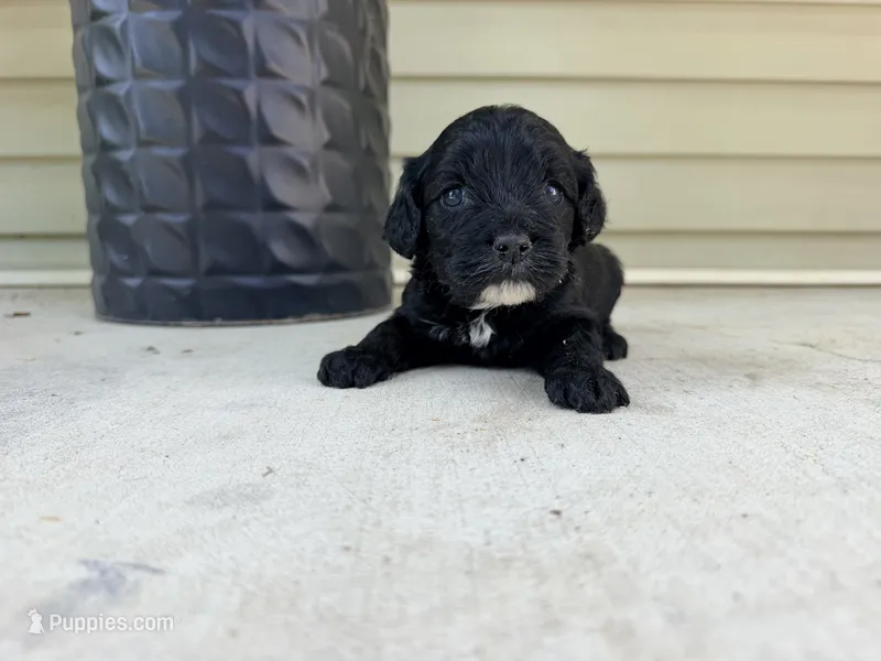 Finley  – Cockapoo puppy for sale in Liberty, MO