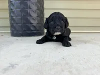 Finley , a female Cockapoo for sale in Liberty, MO – 1 of 3