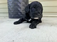 Finley , a female Cockapoo for sale in Liberty, MO – 3 of 3