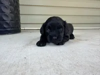 Mona , a female Cockapoo for sale in Liberty, MO – 2 of 3
