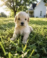 Charles , a male Cockapoo for sale in Liberty, MO – 1 of 1