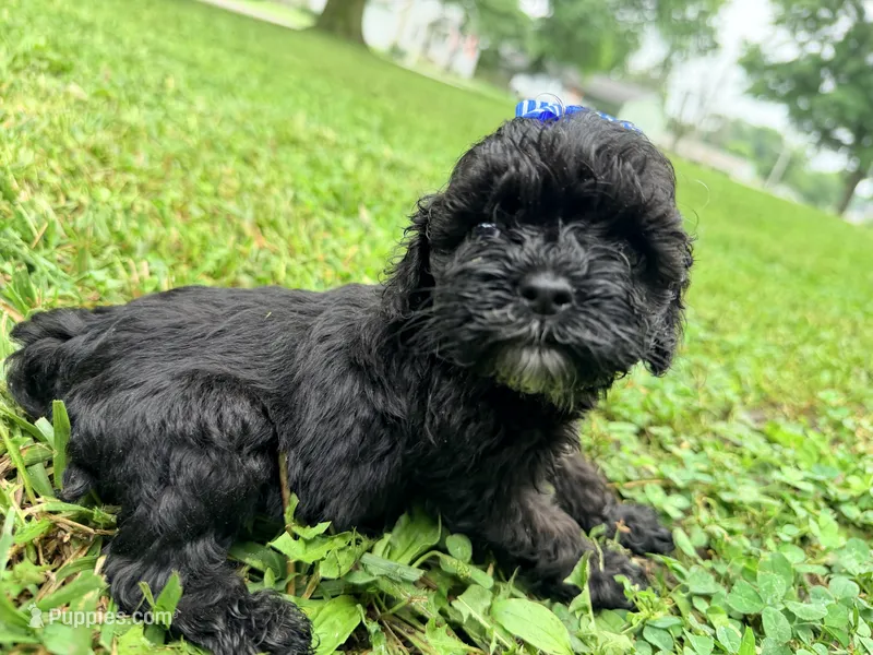 Roxy – Cockapoo puppy for sale in Liberty, MO