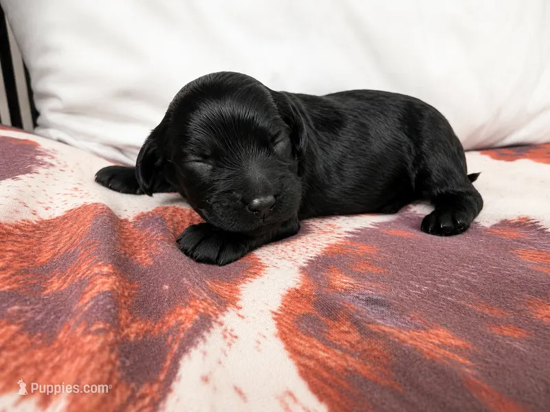Larry – Cockapoo puppy for sale in Liberty, MO