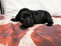 Larry, a male Cockapoo for sale in Liberty, MO – 1 of 1
