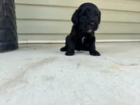 Rowdy, a male Cockapoo for sale in Liberty, MO – 2 of 2