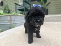 Roxy, a female Cockapoo for sale in Liberty, MO – 2 of 2