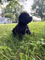 Daisy, a female Cockapoo for sale in Liberty, MO – 2 of 2