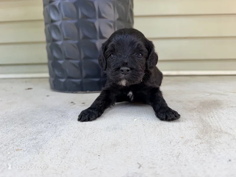 Rowdy – Cockapoo puppy for sale in Liberty, MO
