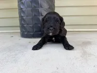 Rowdy, a male Cockapoo for sale in Liberty, MO – 1 of 2
