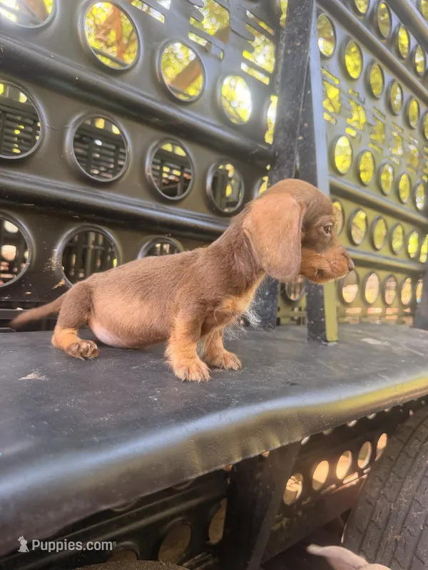 Coco puff – Miniature Dachshund puppy for sale in Choctaw, OK