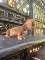Coco puff, a male Miniature Dachshund for sale in Choctaw, OK – 1 of 1