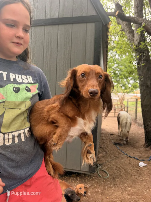 Jeff – Dachshund puppy for sale in Choctaw, OK