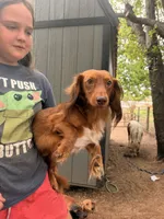 Jeff, a male Dachshund for sale in Choctaw, OK – 1 of 1