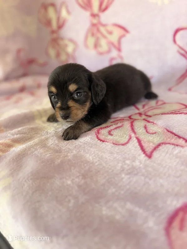 Buddy – Miniature Dachshund puppy for sale in Oklahoma City, OK