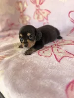 Buddy, a male Miniature Dachshund for sale in Oklahoma City, OK – 1 of 3