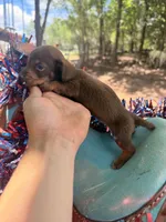 Bean, a male Miniature Dachshund for sale in Choctaw, OK – 2 of 4