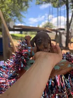 Bean, a male Miniature Dachshund for sale in Choctaw, OK – 4 of 4