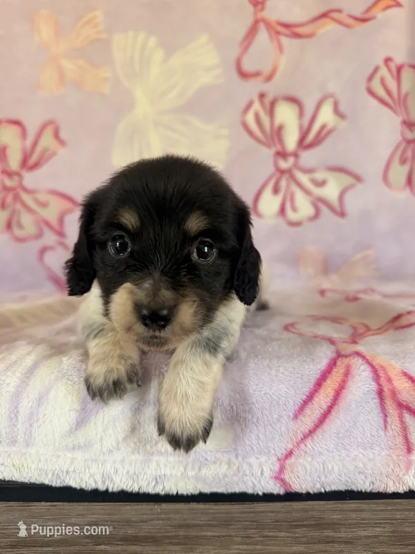Anne – Miniature Dachshund puppy for sale in Oklahoma City, OK