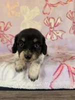 Anne, a female Miniature Dachshund for sale in Oklahoma City, OK – 1 of 3