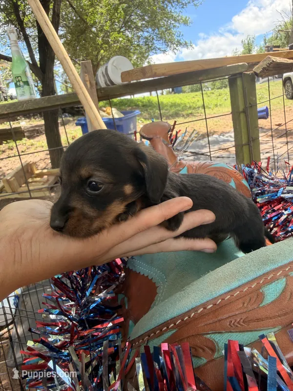  Annie – Miniature Dachshund puppy for sale in Choctaw, OK
