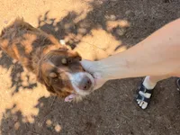 Chili akc , a male Australian Shepherd for sale in Choctaw, OK – 1 of 3