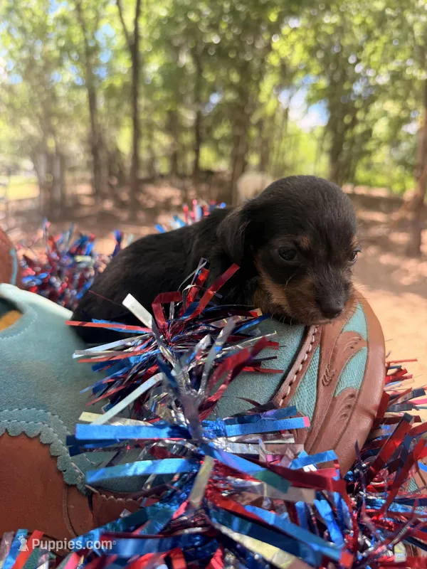  Blue bell – Miniature Dachshund puppy for sale in Choctaw, OK