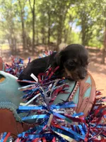  Blue bell, a male Miniature Dachshund for sale in Choctaw, OK – 1 of 3