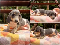 Bubbles, a male Miniature Dachshund for sale in Shawnee, OK – 2 of 2